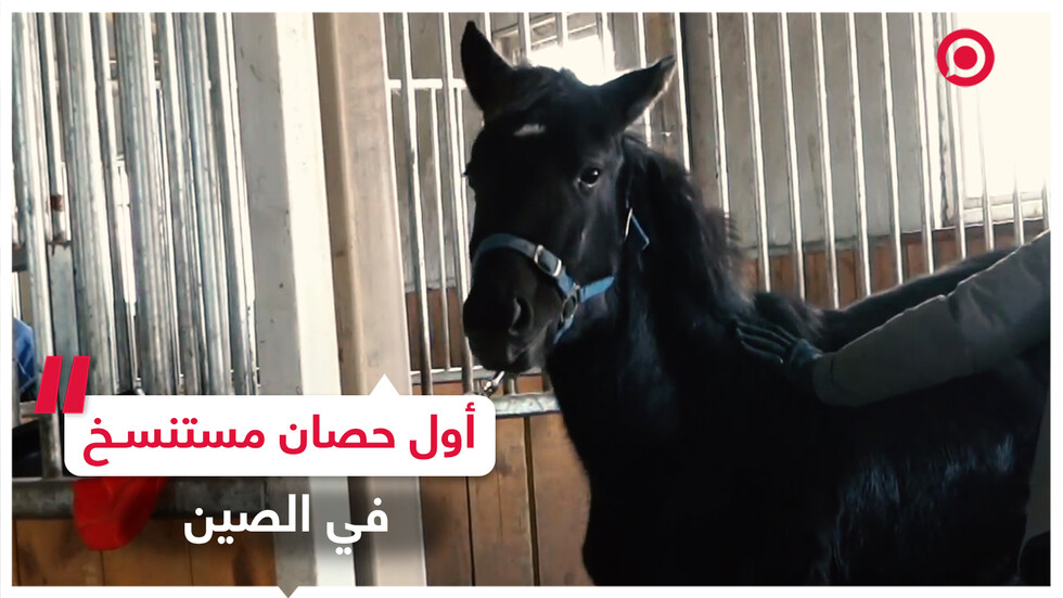 "جوانغ جوانغ" أول حصان مستنسخ في الصين