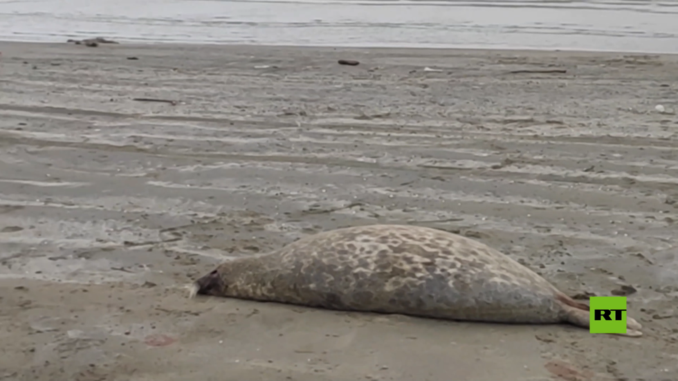العثور على جثث الفقمات النادرة على شاطئ بحر قزوين في محج قلعة