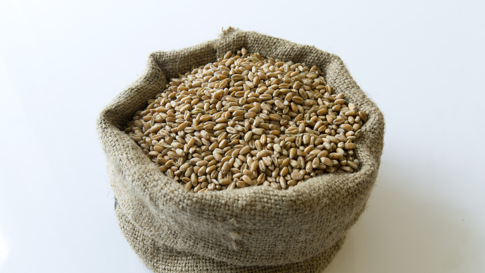 السفير الروسي: الدول الغنية استحوذت على معظم الحبوب المشحونة من أوكرانيا