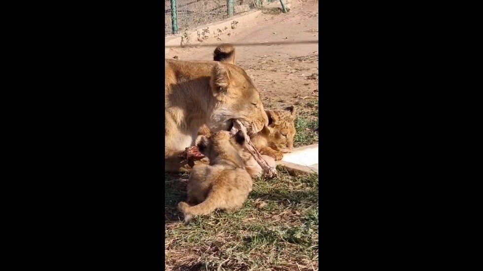 "إعجاز".. لبؤة عمياء تعتني بشبليها (فيديو)