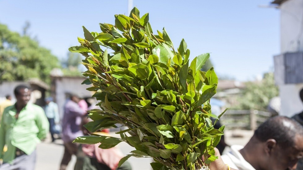 الشرطة السعودية تضبط 155 كغ من القات