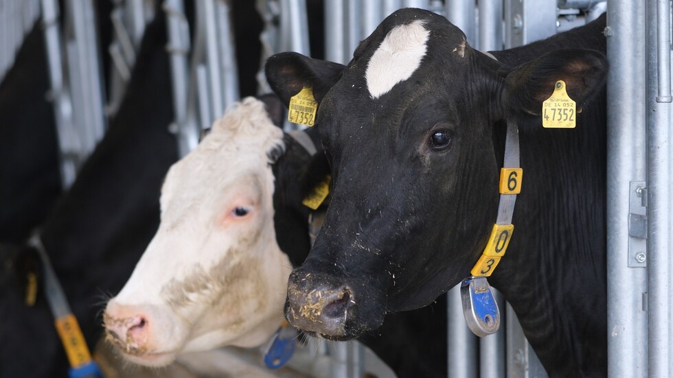 لأول مرة.. الصين تستنسخ بقرة حلوبا عالية الإنتاجية