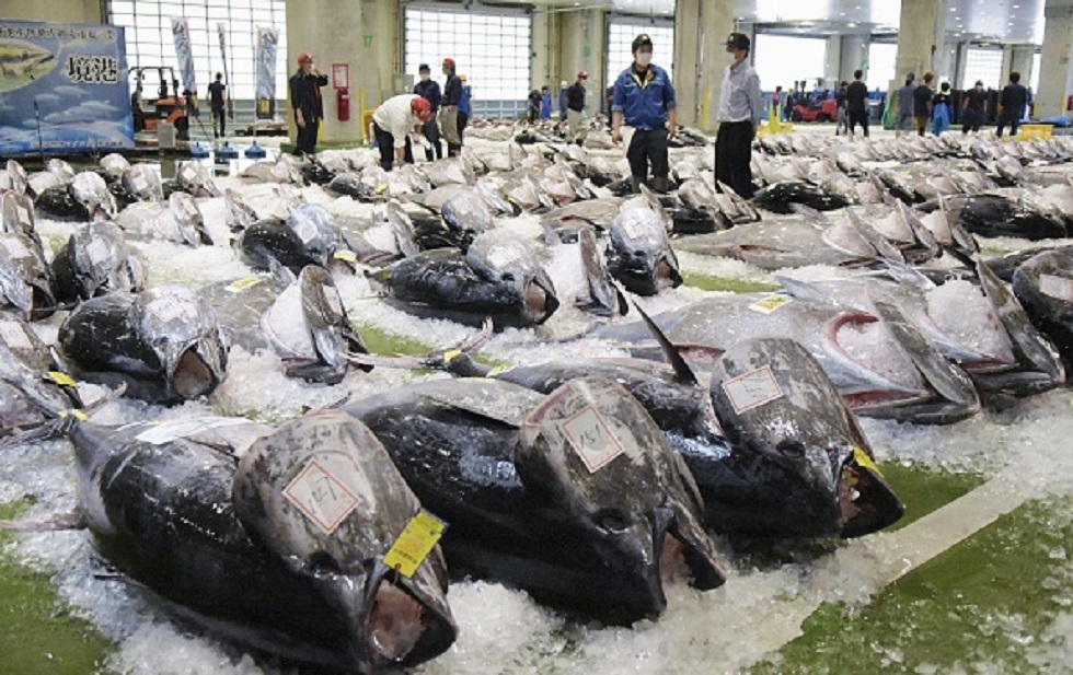 بيع سمكة تونة في المزاد الأول للعام الجاري في اليابان بـ 266 ألف دولار