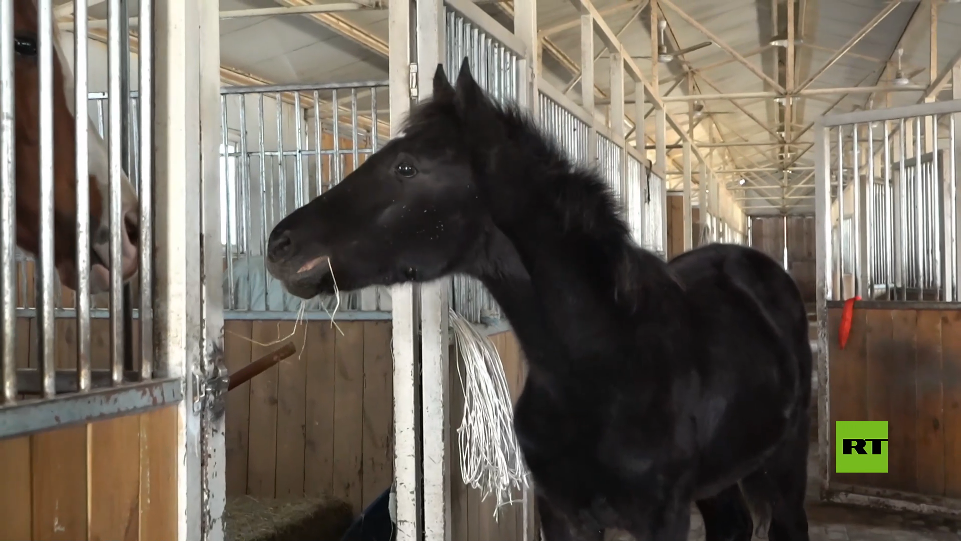 شاهد.. أول حصان مستنسخ يظهر في الصين