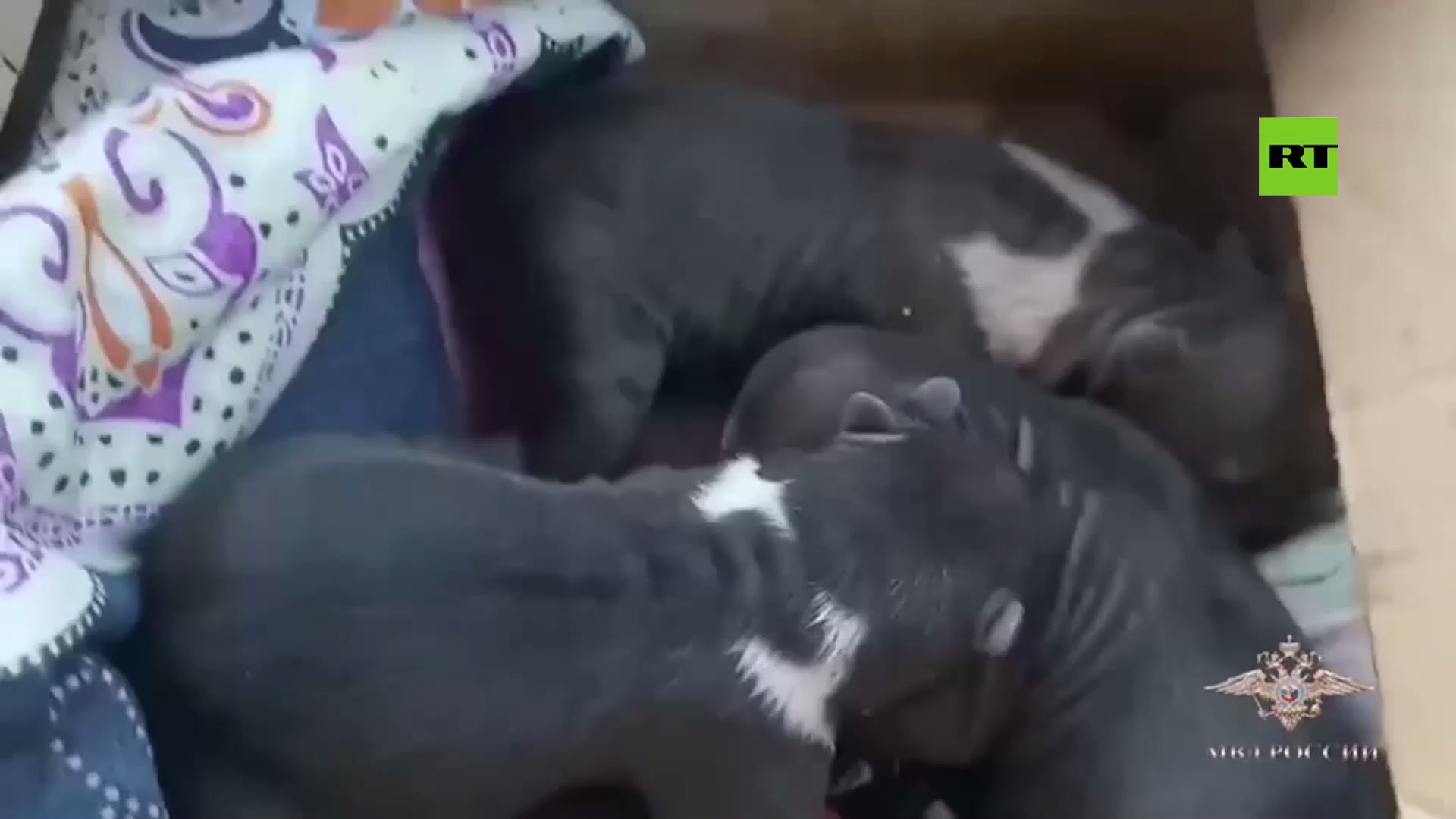 بالفيديو.. إنقاذ ثلاثة من صغار الدب في كومي الروسية