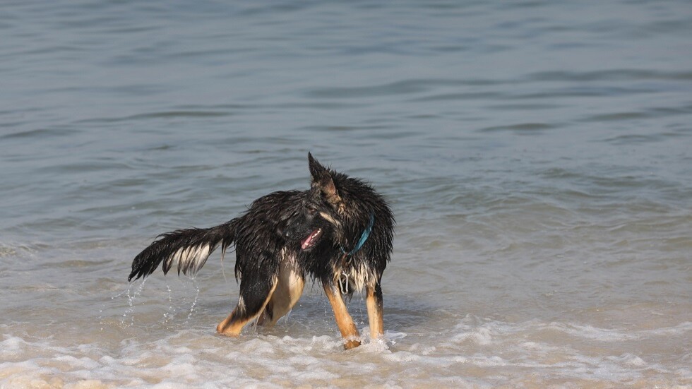أغنى كلب في العالم..