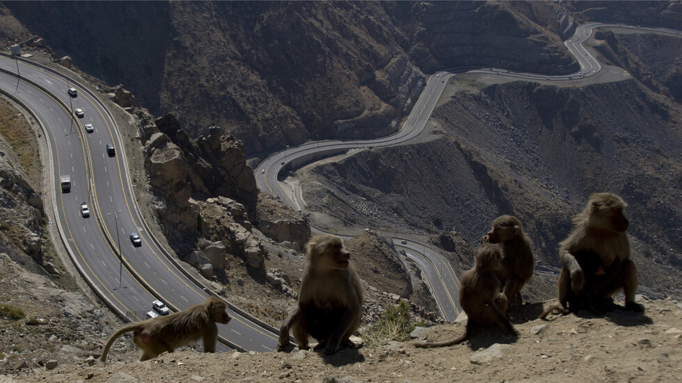 السعودية.. مركز تنمية الحياة الفطرية يبعد 95 % من قرود البابون عن مكة والمشاعر المقدسة