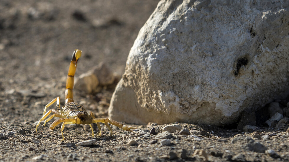 الكويت.. العقارب على وشك الظهور قريبا