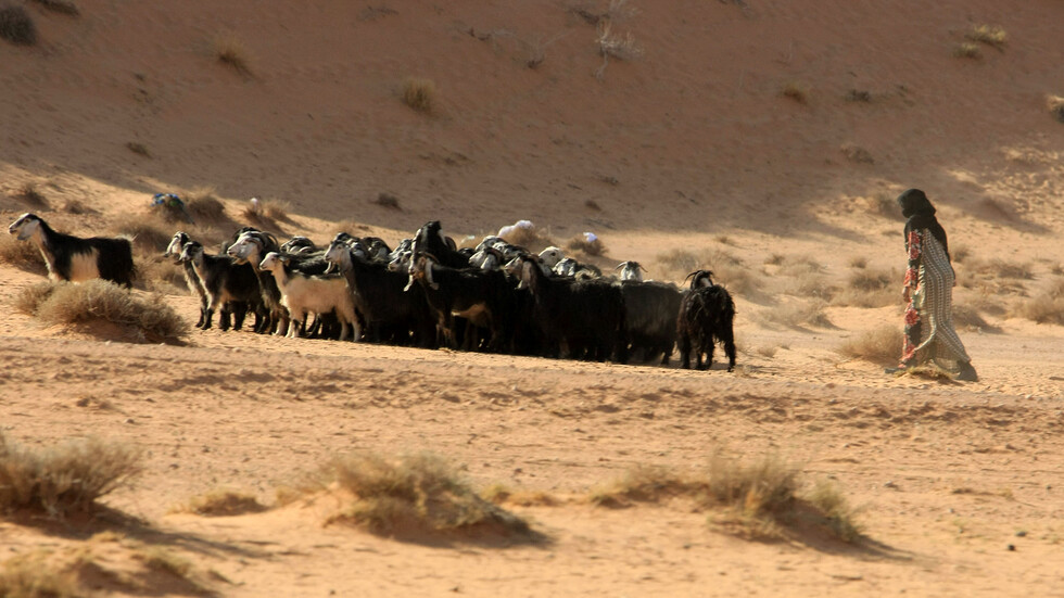 السعودية..وزارة البيئة تحذر من الرعي الجائر في المملكة وتوجه دعوة لملاك وأصحاب المواشي