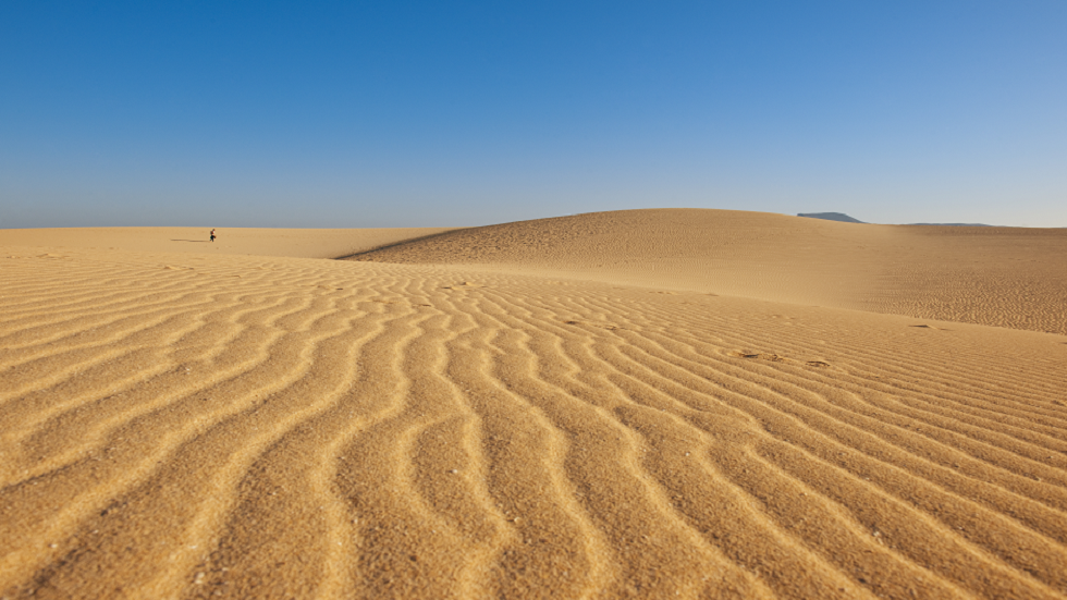 شبكة غذاء مخفية موجودة في الصحراء 