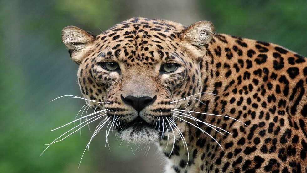 الهند.. فهد يهاجم الحاضرين في قاعة المحكمة