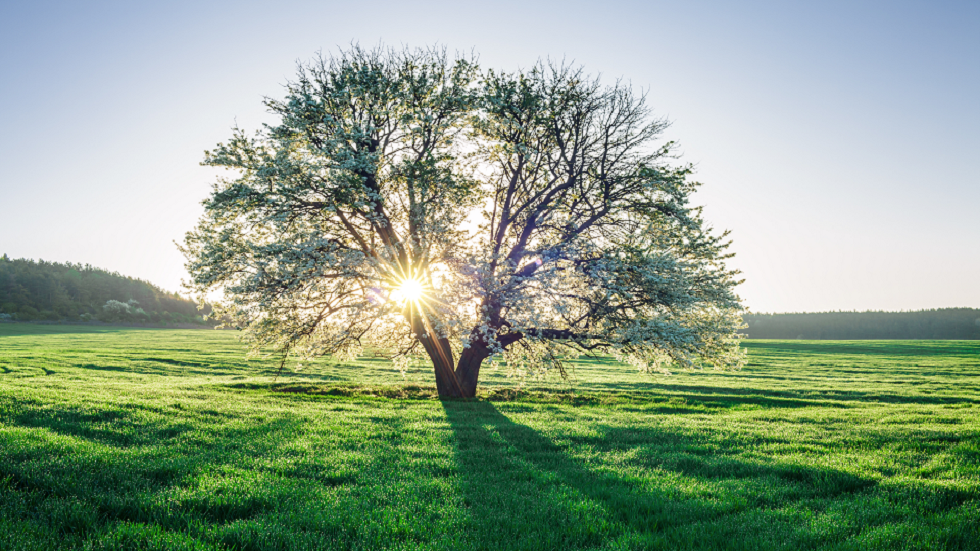 علماء يدرسون أشجار الأرض يصدرون تحذيرا صارخا للبشرية!