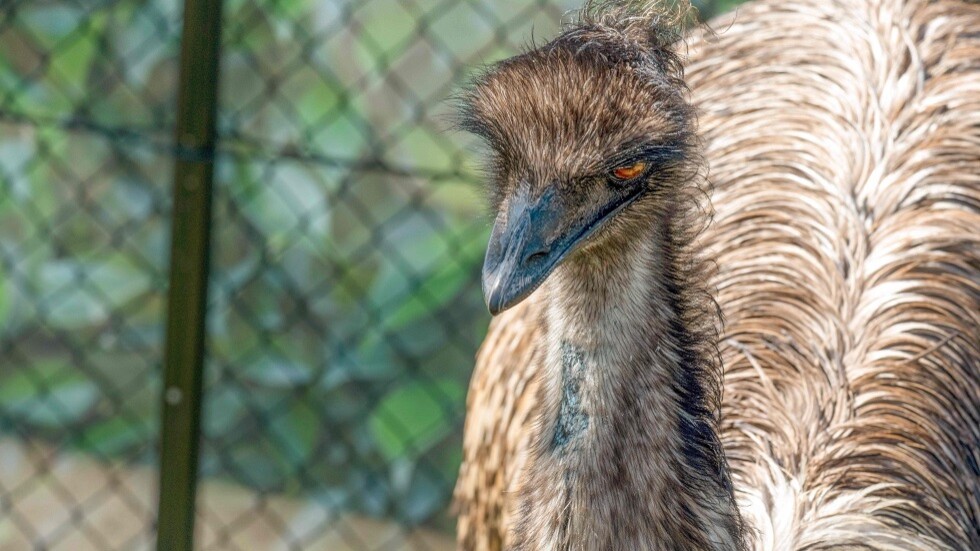 ضجة كبيرة في ماساتشوستس الأمريكية بعد هروب طائر أيمو عملاق