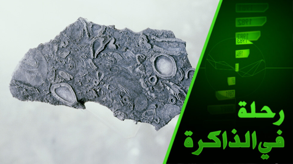 "مسودات الإله" أو كيف ظهرت الكائنات متعددة الخلايا والتمايز الجنسي والجهاز الهيكلي؟