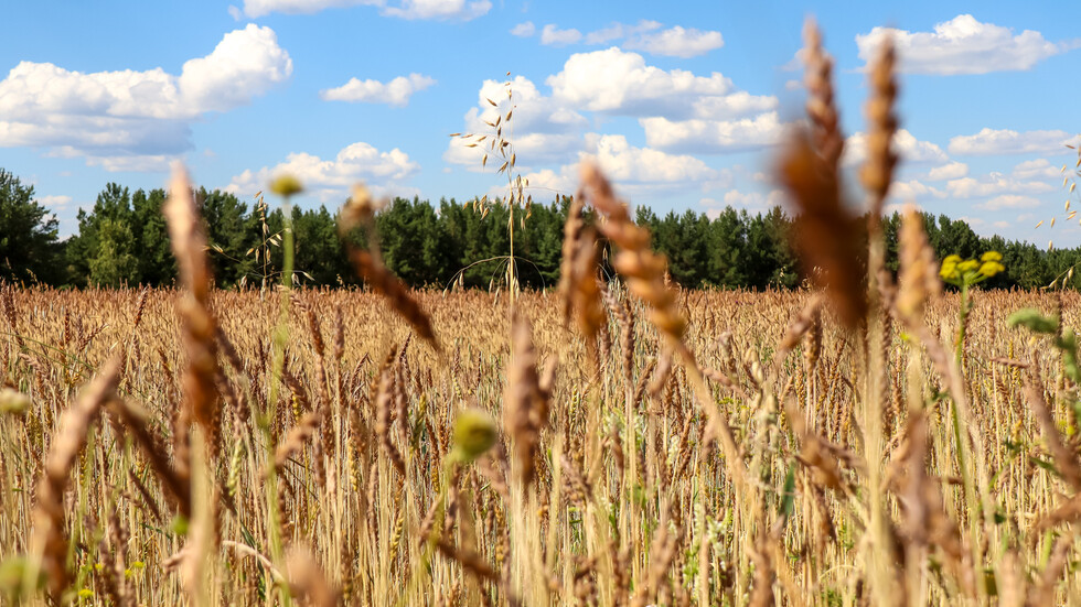 ارتفاع أسعار القمح وسط مخاوف على المعروض