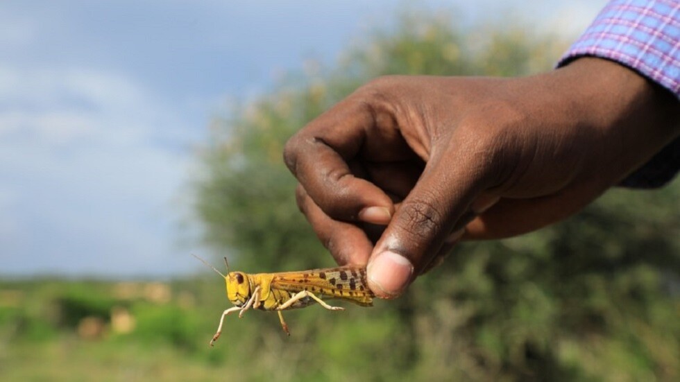 السودان.. أسراب من الجراد تغزو الساحل الشمالي بولاية بورتسودان