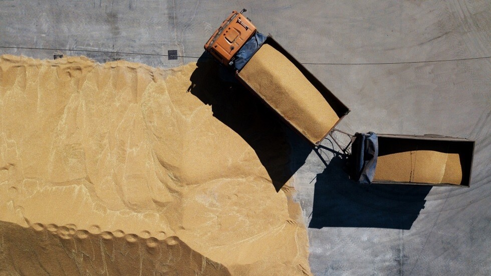 صحيفة: الحبوب الأوكرانية أصبحت علفا للخنازير في إسبانيا