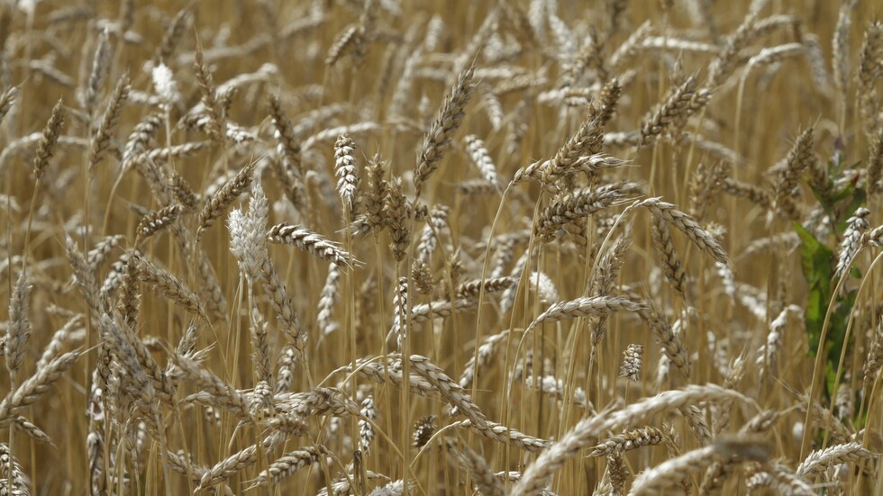 روسيا تمنح كوبا 25 ألف طن من القمح