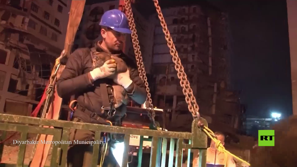إيقاف إزالة المباني المدمرة جراء الزلزال في دياربكر التركية لإنقاذ بعض القطط العالقة