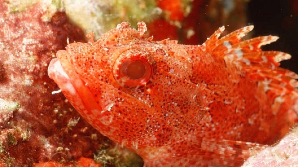 مهددة بالانقراض.. أسماك نادرة تمشي ولا تسبح (صور)