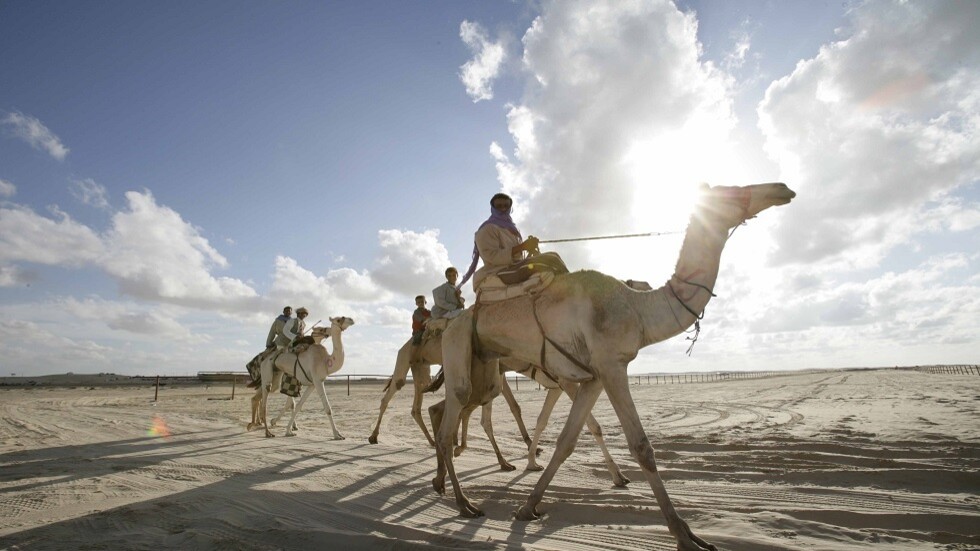 من مكة حتى الرياض.. الرحالة السعودي السلمي يقطع 1112 كم على ظهر جمل (فيديو)