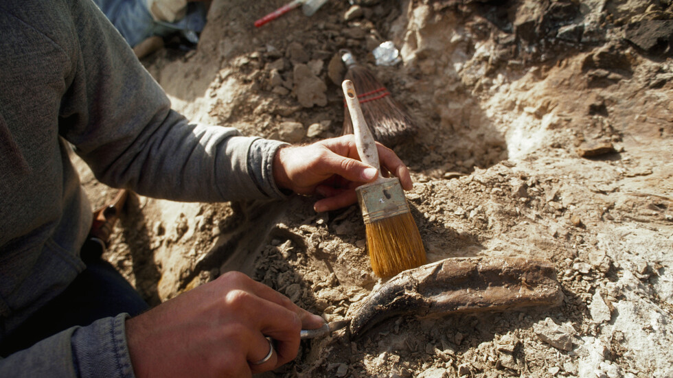 مستحاثات حيرت العلماء 