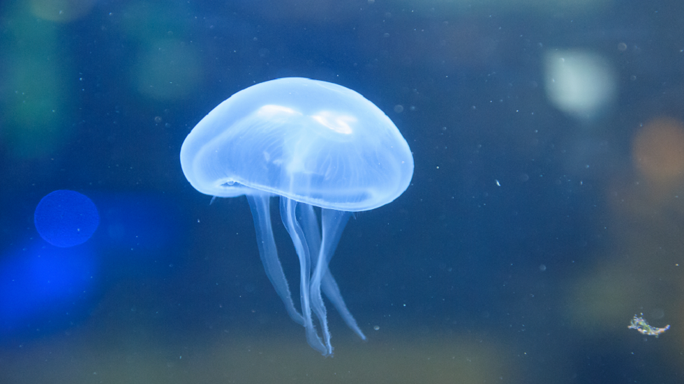 رصد قناديل بحر شبحية عملاقة شبيهة بـUFO قبالة القارة القطبية الجنوبية!