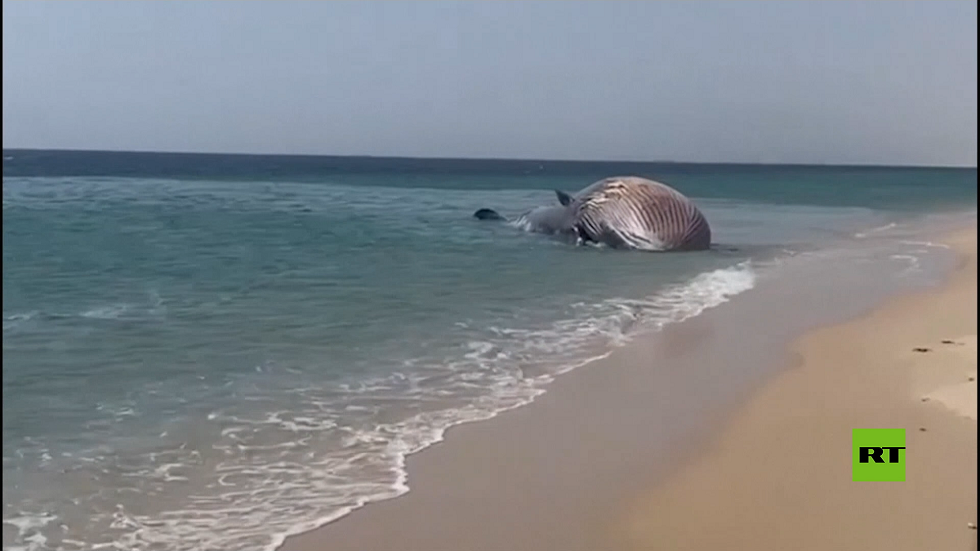 أثار حيرة العلماء.. نفوق 23 حوتا عملاقا وجيفها مرمية على الساحل الأمريكي (صور)
