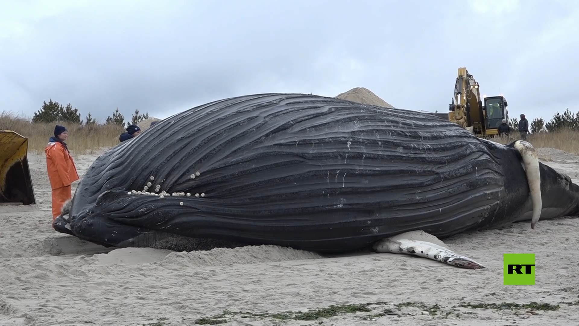 نفوق حوت أحدب بطول 11 مترا على شاطئ نيويورك