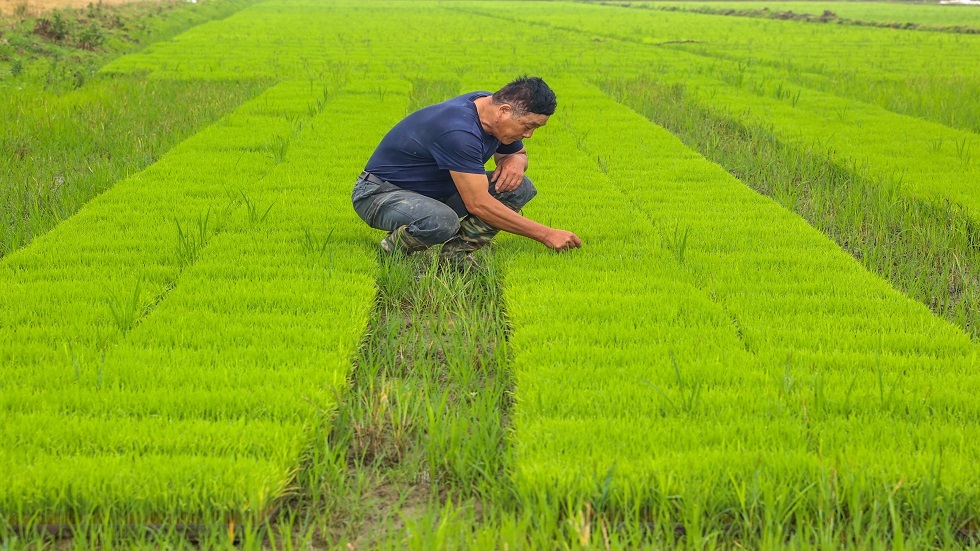 انخفاض محصول الأرز بسبب تغير المناخ