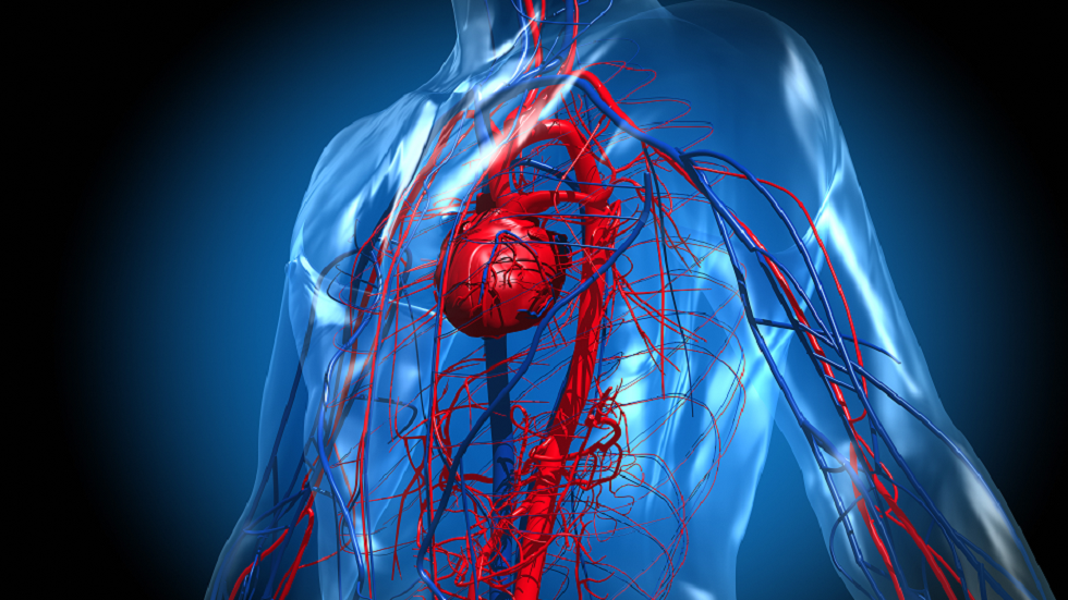 العلماء يحققون اكتشافا قد يؤدي إلى إرجاع عمر القلب سنوات!