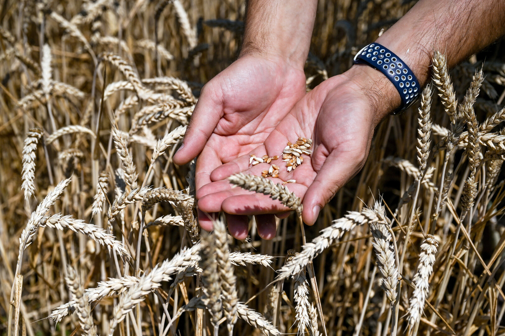 نيبينزيا: انخفاض حصة البلدان المحتاجة التي تستلم المواد الغذائية الأوكرانية بموجب صفقة الحبوب