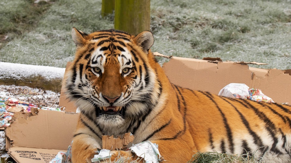 فصيلة نمور أمور Panthera tigris altaica (صورة أرشيفية)