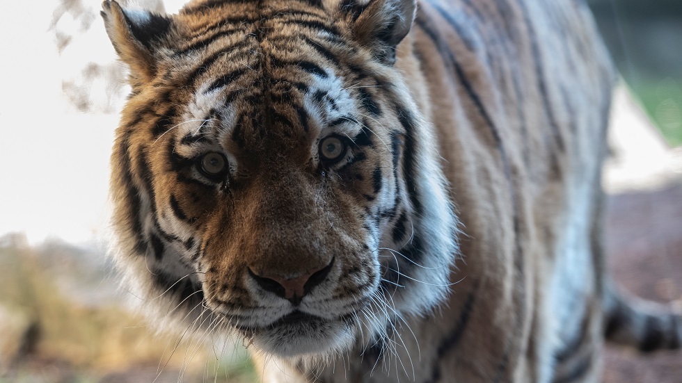 نمر الشرق الأقصى Panthera tigris altaic (صورة أرشيفية)