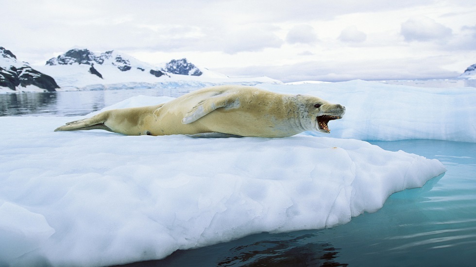 ازدياد قوة ظاهرة النينيو يؤدي إلى تسريع ذوبان جليد القارة القطبية الجنوبية
