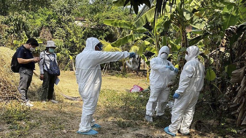 بعد وفاة فتاة كمبودية بإنفلونزا الطيور.. الصحة العالية تقرع جرس الخطر عالميا