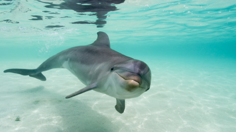 "أمر لا يصدق" يحدث عندما تتعاون الدلافين والبشر!