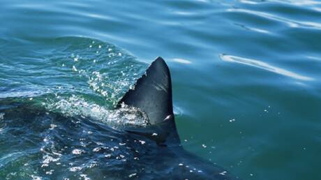 قرب شواطئ ‎ينبع السعودية.. أسماك القرش تستعرض حركاتها البهلوانية (فيديو)