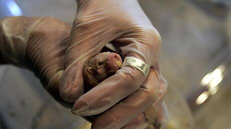 فأر الخلد العاري