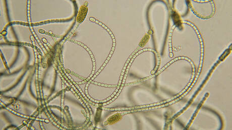 اكتشاف بكتيريا غريبة تساعد على استخراج العناصر الأرضية النادرة من مياه الصرف الصحي