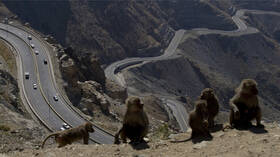 السعودية.. مركز تنمية الحياة الفطرية يبعد 95 % من قرود البابون عن مكة والمشاعر المقدسة