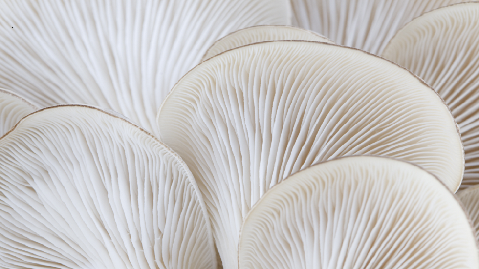 كيف سيتغير نظامنا الغذائي في أعقاب ضربة كويكب ضخمة.. وفقا للخبراء!