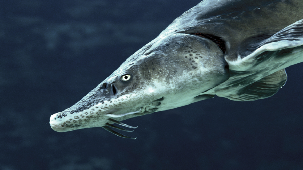 الإنفلونزا الشائعة قد تكون نشأت من سمكة منذ 600 مليون سنة!