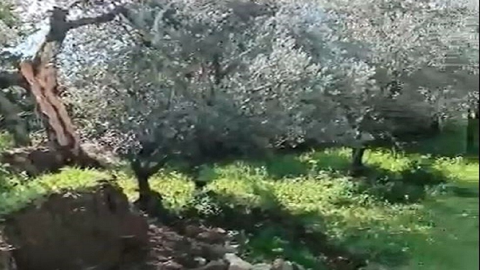 تركيا.. الزلزال يقسم شجرة زيتون إلى قسمين ويفصلهما عن بعض 15 مترا