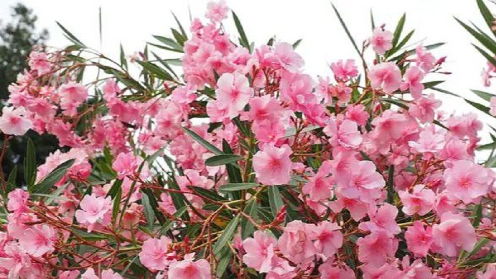 تحذيرات للسياح الروس في تركيا من زهرة الدفلى