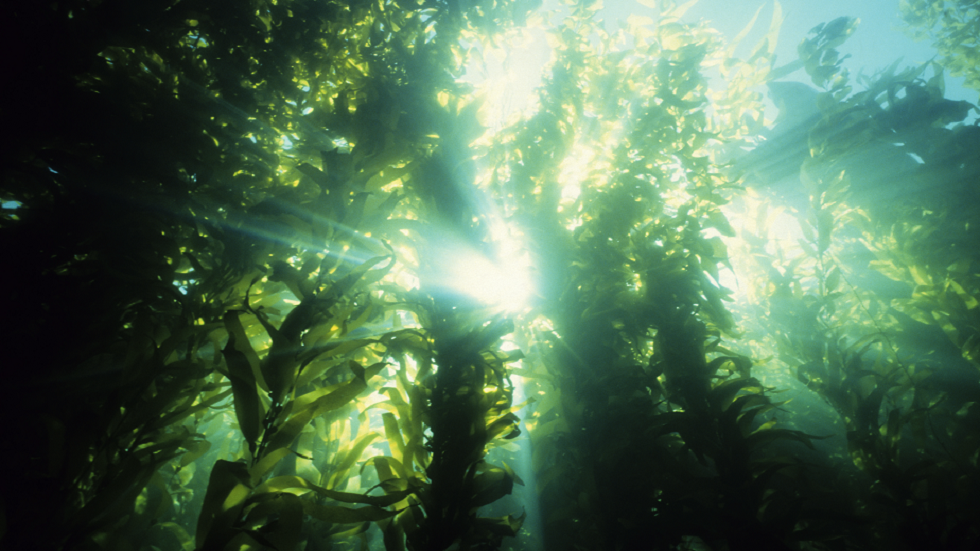 الطحالب تغزو فلوريدا!