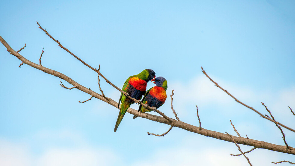 طبيبة روسية توضح فائدة التقبيل للقلب والأوعية الدموية