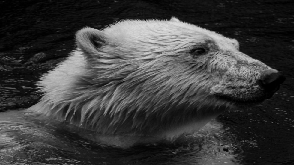 دب سيبيري قديم يكشف النقاب عن تطور غير متوقع في البحث الدقيق!