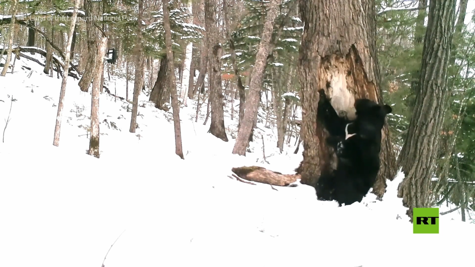 تمارين الصباح .. الدب الروسي يستفيق من سباته الشتوي