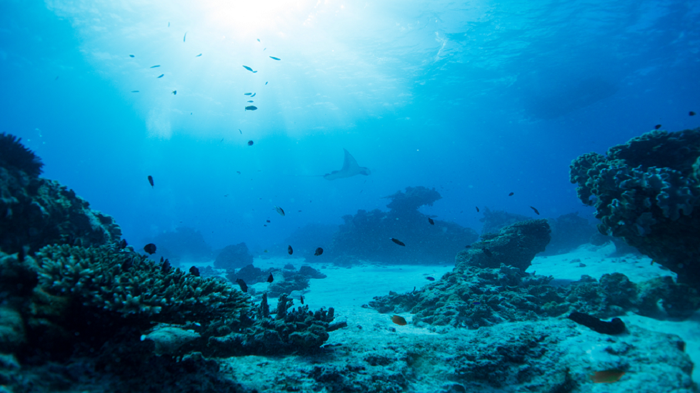 العلماء يكتشفون موجات حر شديدة كامنة في قاع المحيط!